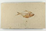 3.7" Fossil Fish (Diplomystus Birdi) - Hjoula, Lebanon - #200730-1